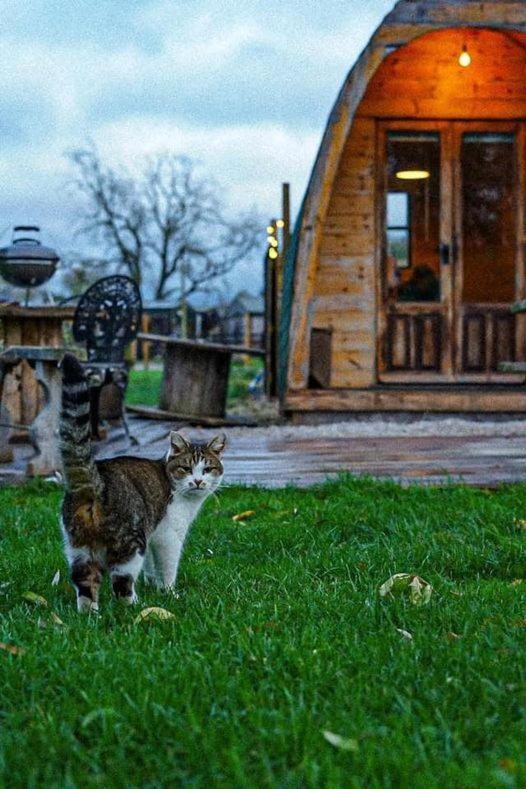 Skipbridge Farm Glamping York Zewnętrze zdjęcie